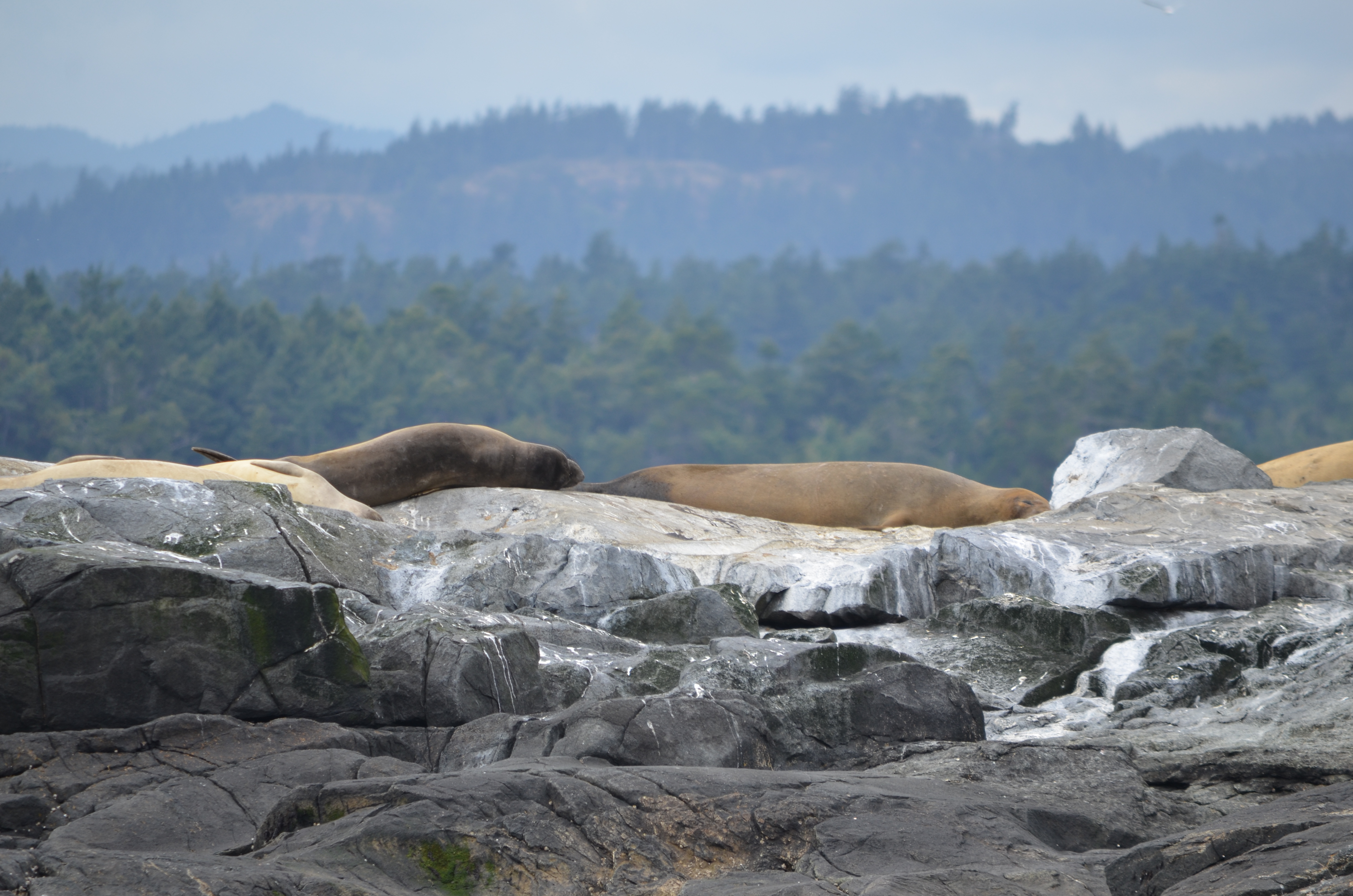 photos/wildlife/Mammal_Species/Steller Sea Lion/DSC_0230.JPG